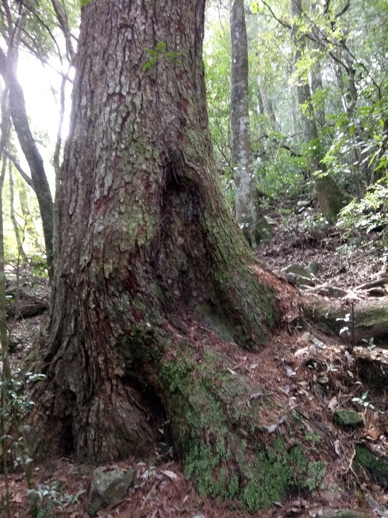 DSC_0001.JPG - 谷關七雄之  屋我尾山