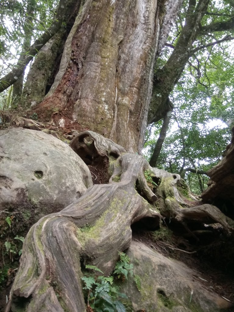 DSC_3718.JPG - 南庄  加里山