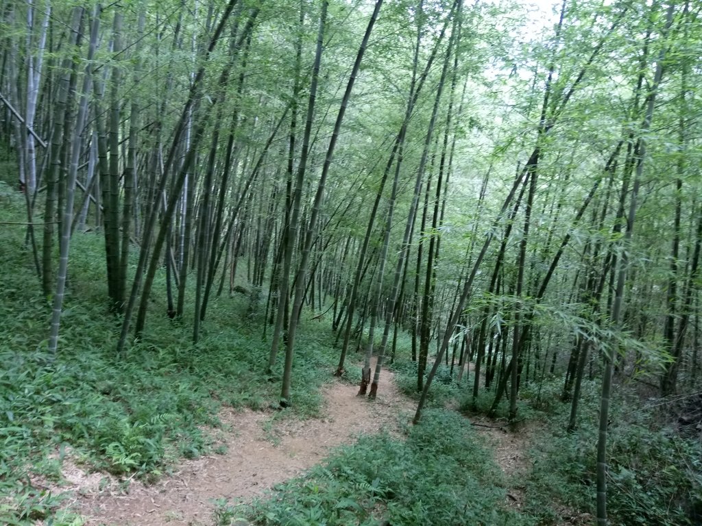 DSC_3011.JPG - 大溪  金面山登山步道