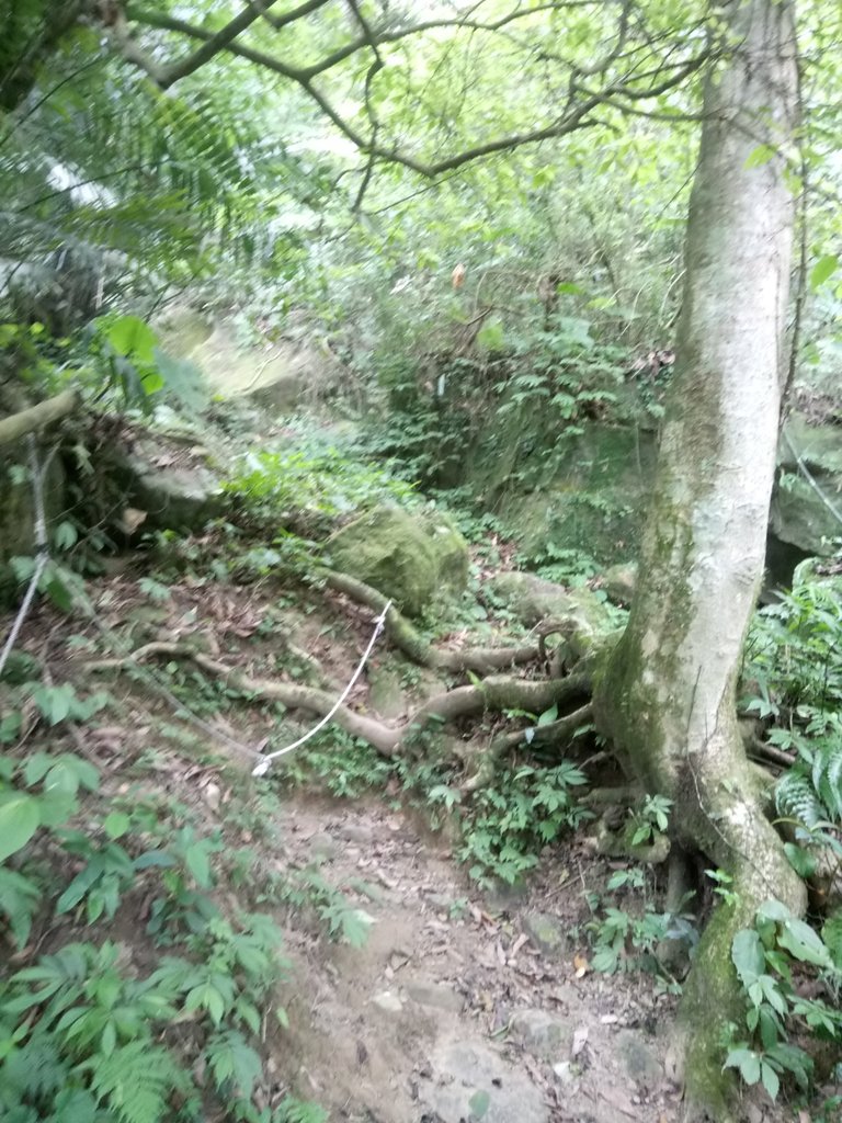 DSC_1001.JPG - 新竹  五指山登山步道