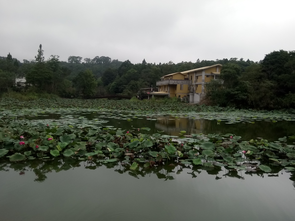 DSC_2959.JPG - 南庄  向天湖之  環湖步道