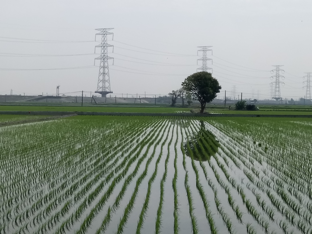 DSC_8370.JPG - 竹塘  田頭  木棉花道