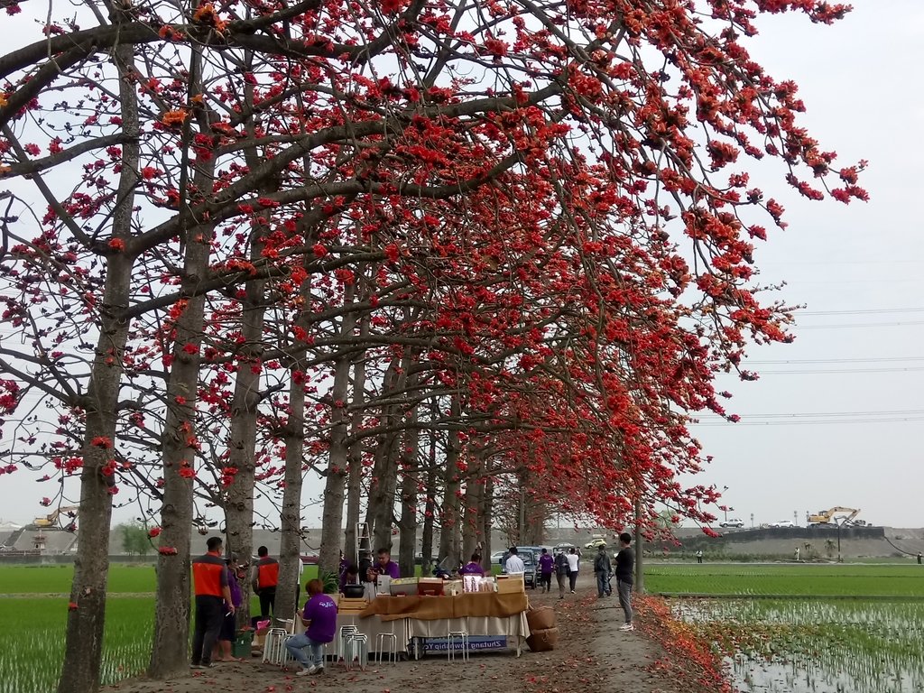 DSC_8398.JPG - 竹塘  田頭  木棉花道