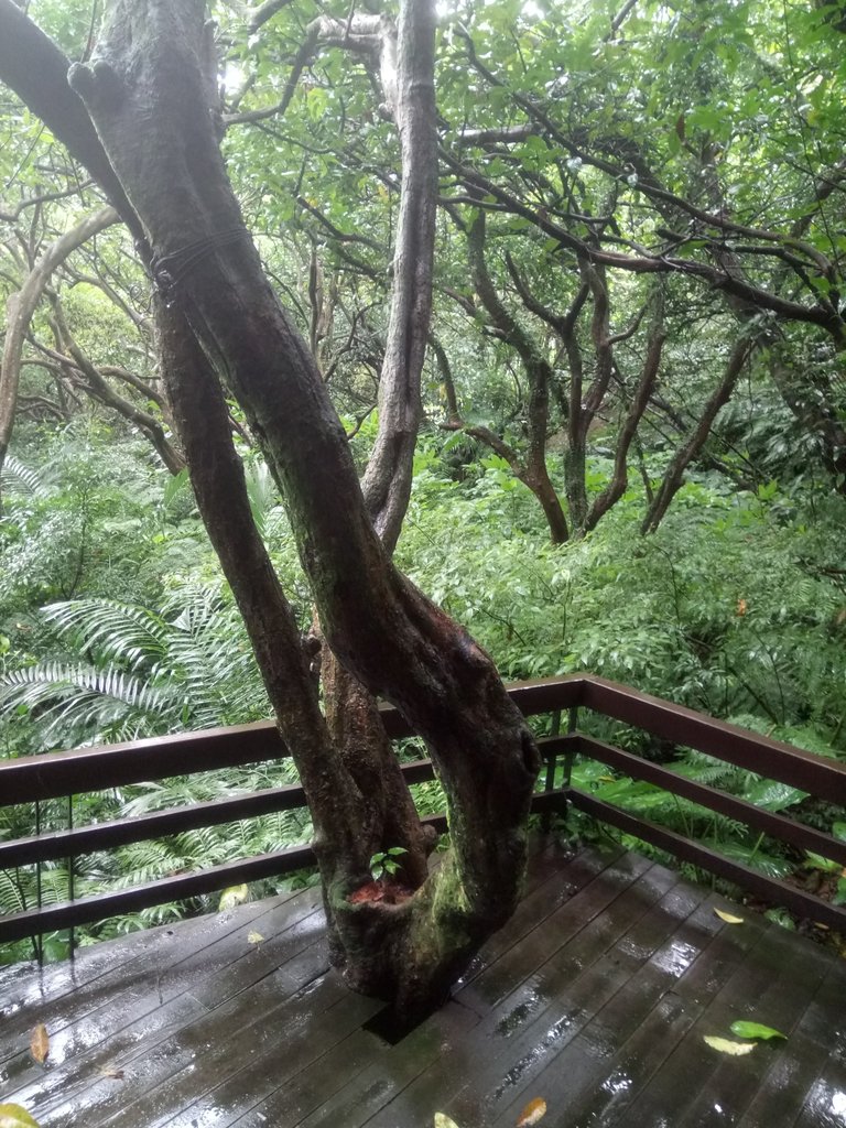 DSC_1748.JPG - 土城  天上山  登山步道