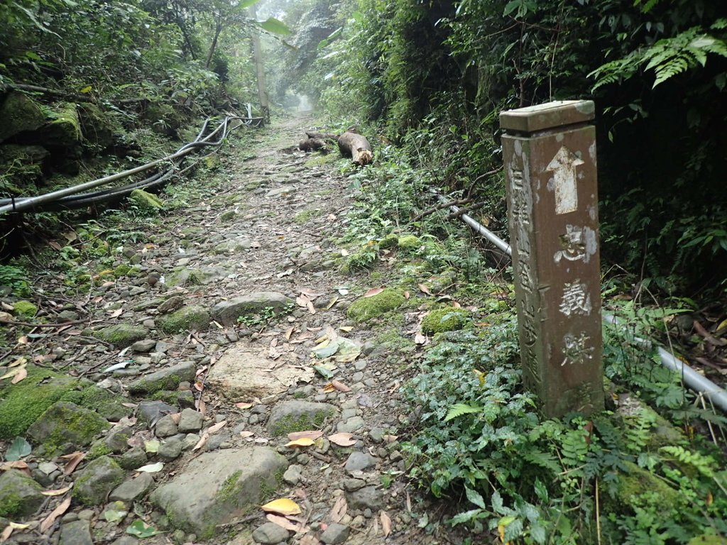 P3039055.JPG - 三峽  白雞山登山步道