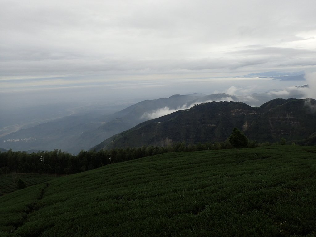 PA231823.JPG - 古坑  雲嶺之丘