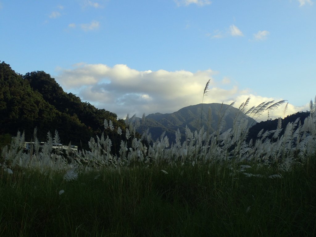 PB169315.JPG - 屈尺高灘地  甜根子草