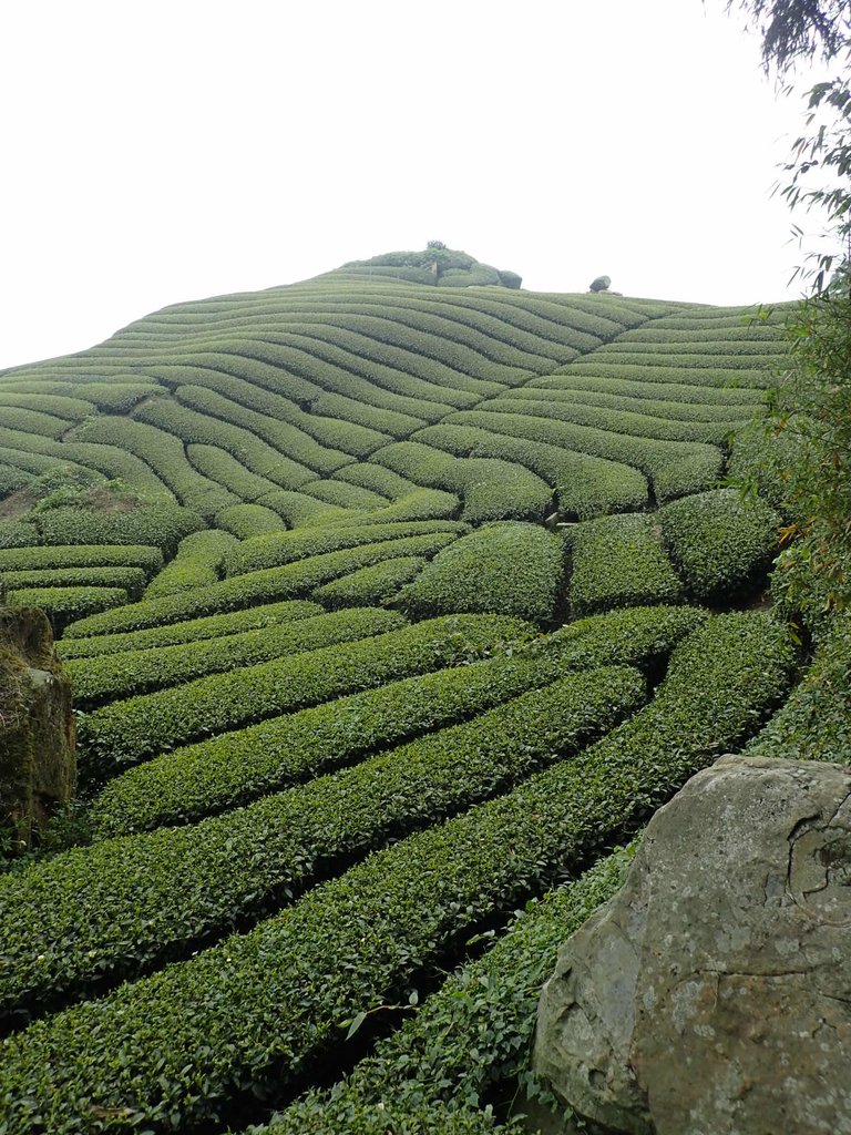 P3257839.JPG - 阿里山  隙頂茶園之美