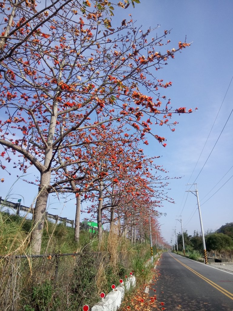 DSC_7872.JPG - 清水  大田產要道路  木棉花