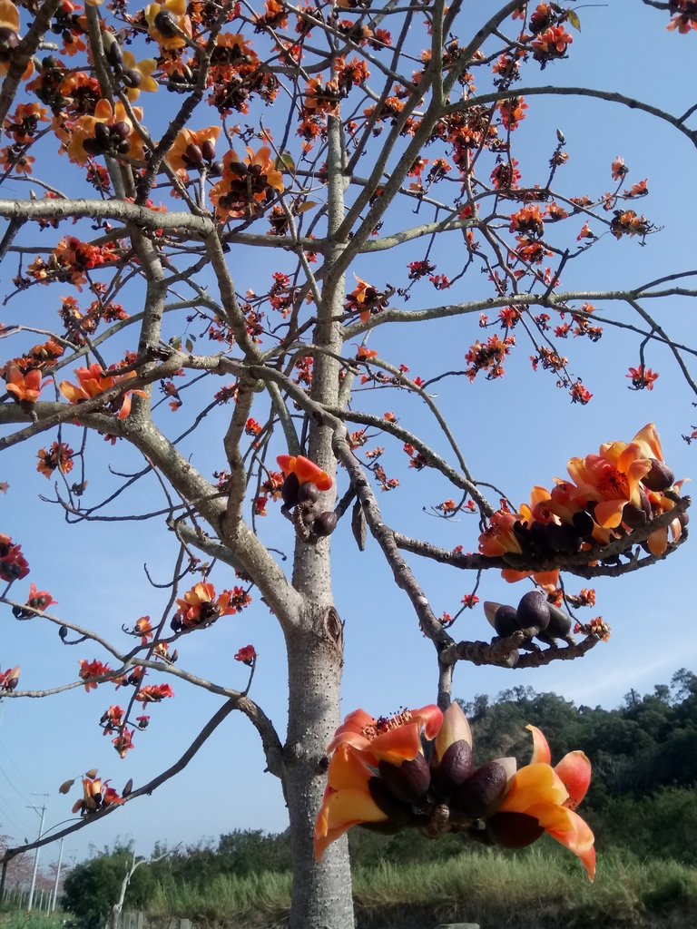 DSC_7881.JPG - 清水  大田產要道路  木棉花