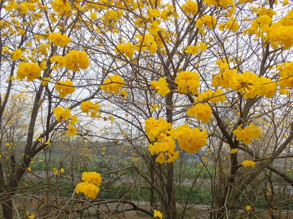 P3066593.JPG - 竹塘  田頭堤防  黃花風鈴木