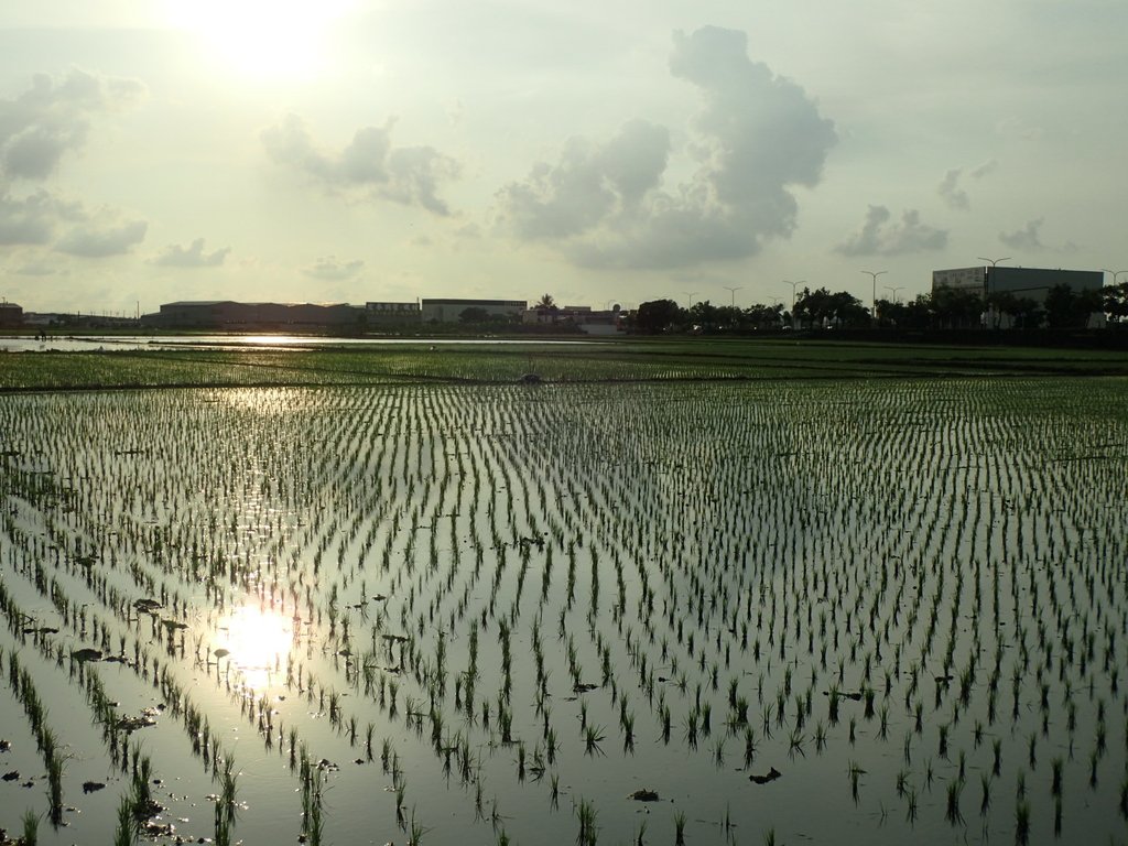 P8045811.JPG - 嘉義  北湖  田野夕色之美