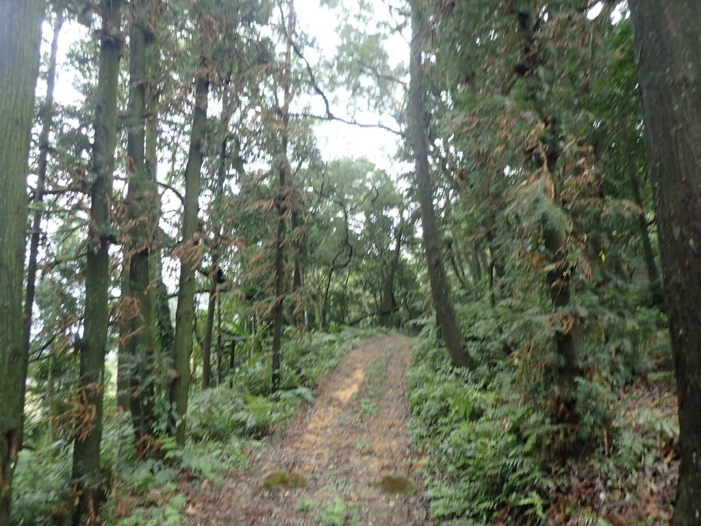 P1294562.JPG - 大湖  關刀山步道  (聖關段)