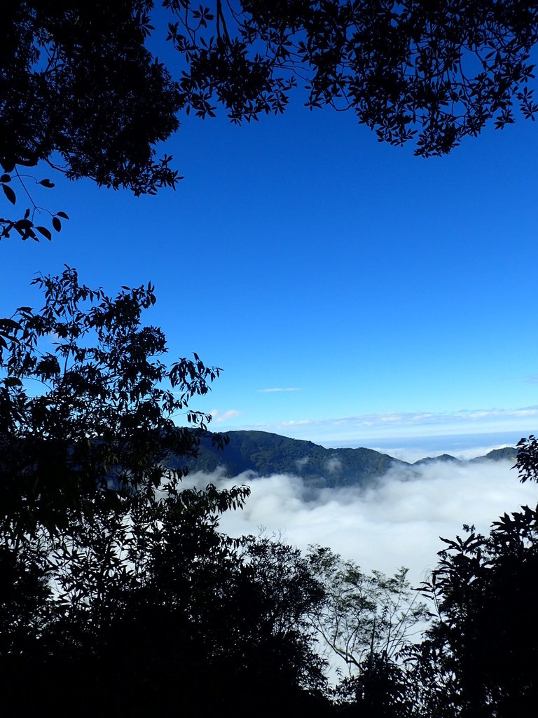 PC055887.JPG - 鹿谷  溪頭  南鳳凰山