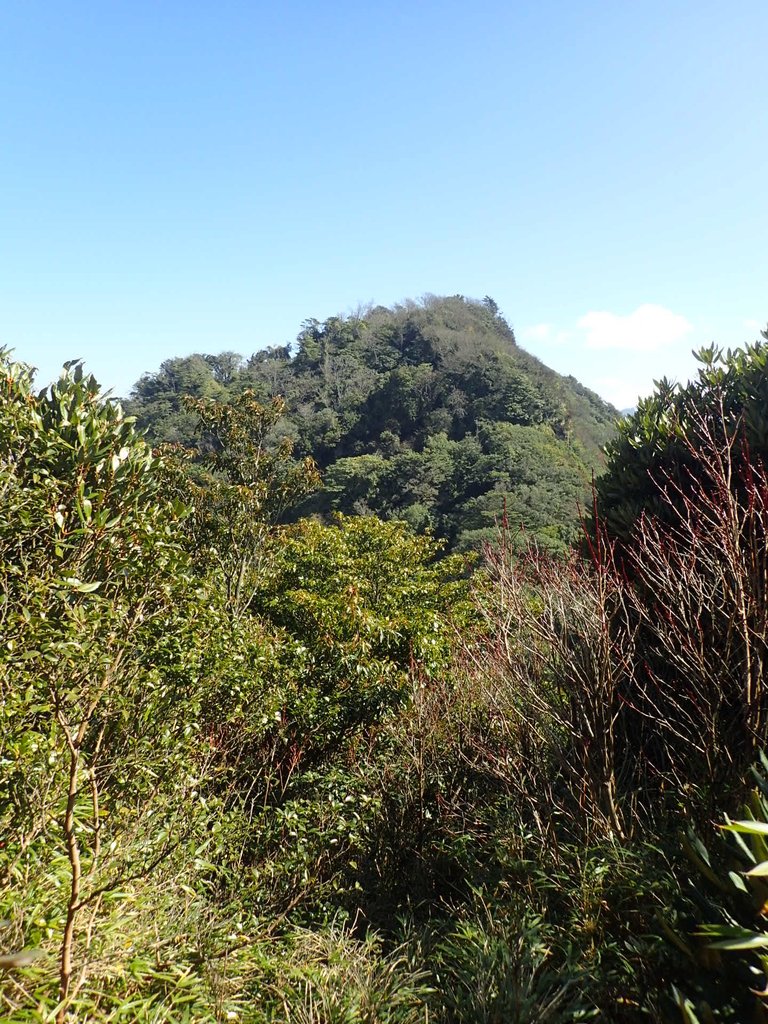 P2034798.JPG - 南庄  大坪林道  杜鵑嶺