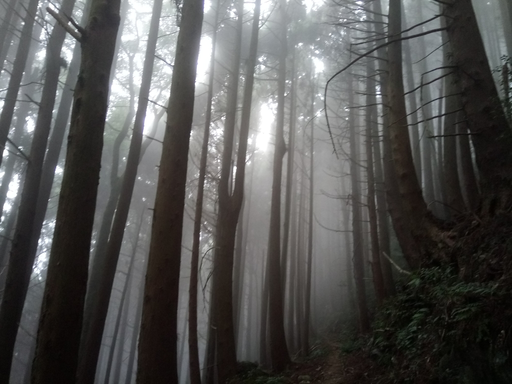 DSC_3782.JPG - 南庄  加里山  森林鐵道