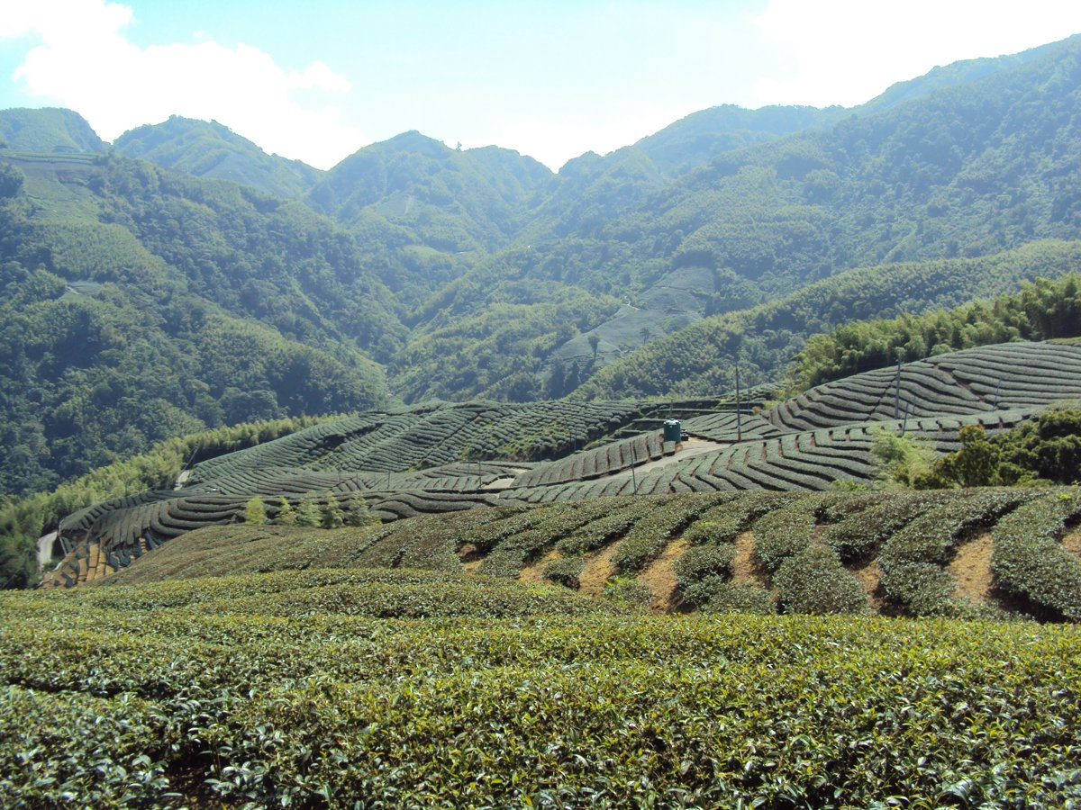 DSC07976.JPG - 竹山  軟鞍  八卦茶園