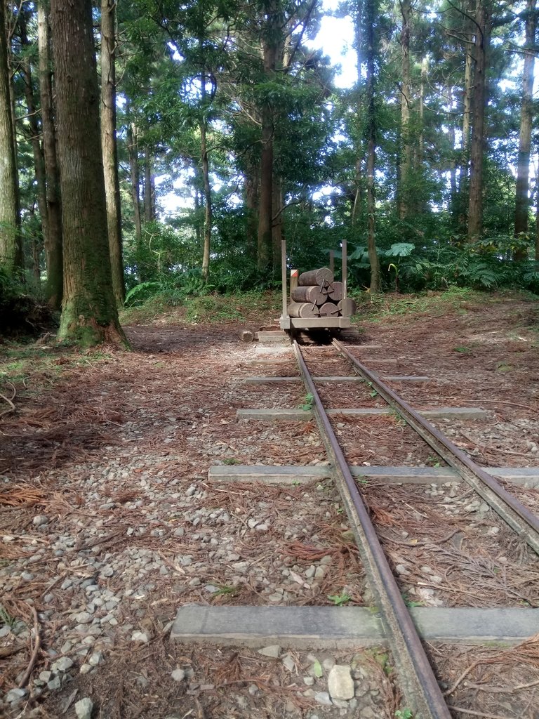 DSC_8992.JPG - 復興  東眼山森林步道