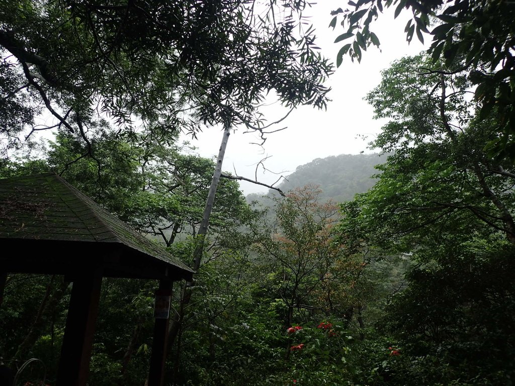 P1062032.JPG - 土城  天上山  登山步道