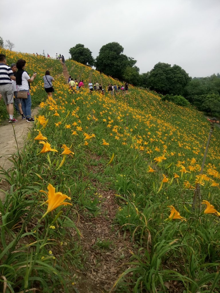 DSC_0552.JPG - 花壇  虎山岩  金針花季