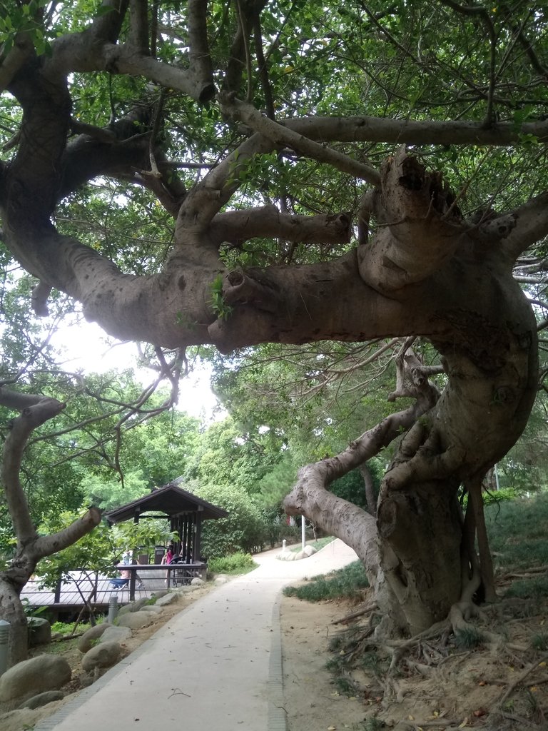 DSC_8827.JPG - 新竹公園  麗池  湖畔料亭