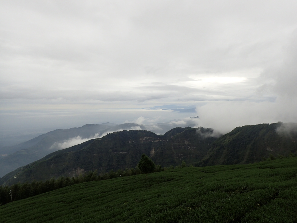 PA231825.JPG - 古坑  雲嶺之丘