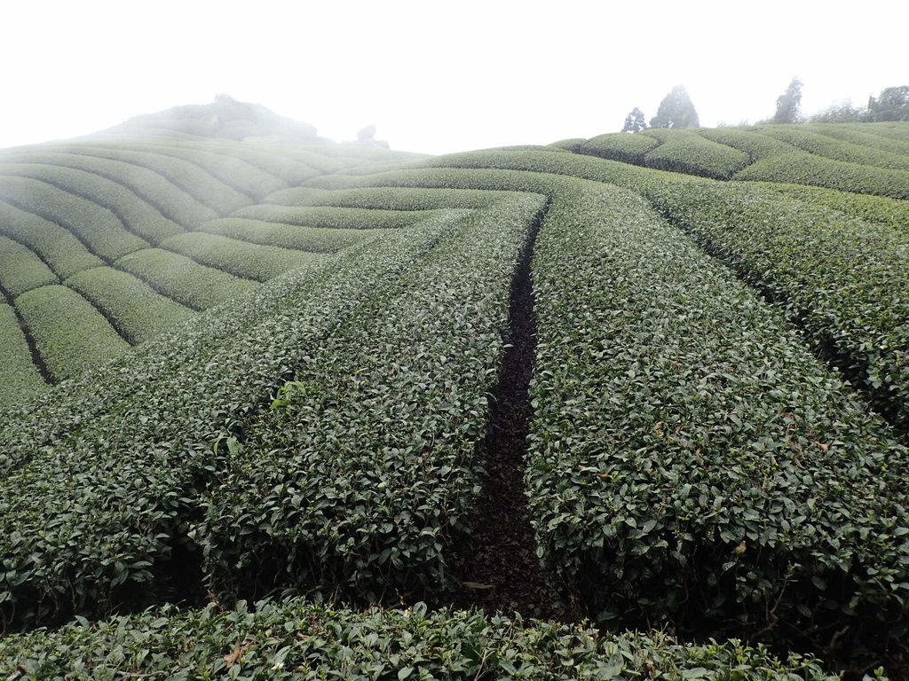 P3257844.JPG - 阿里山  隙頂茶園之美