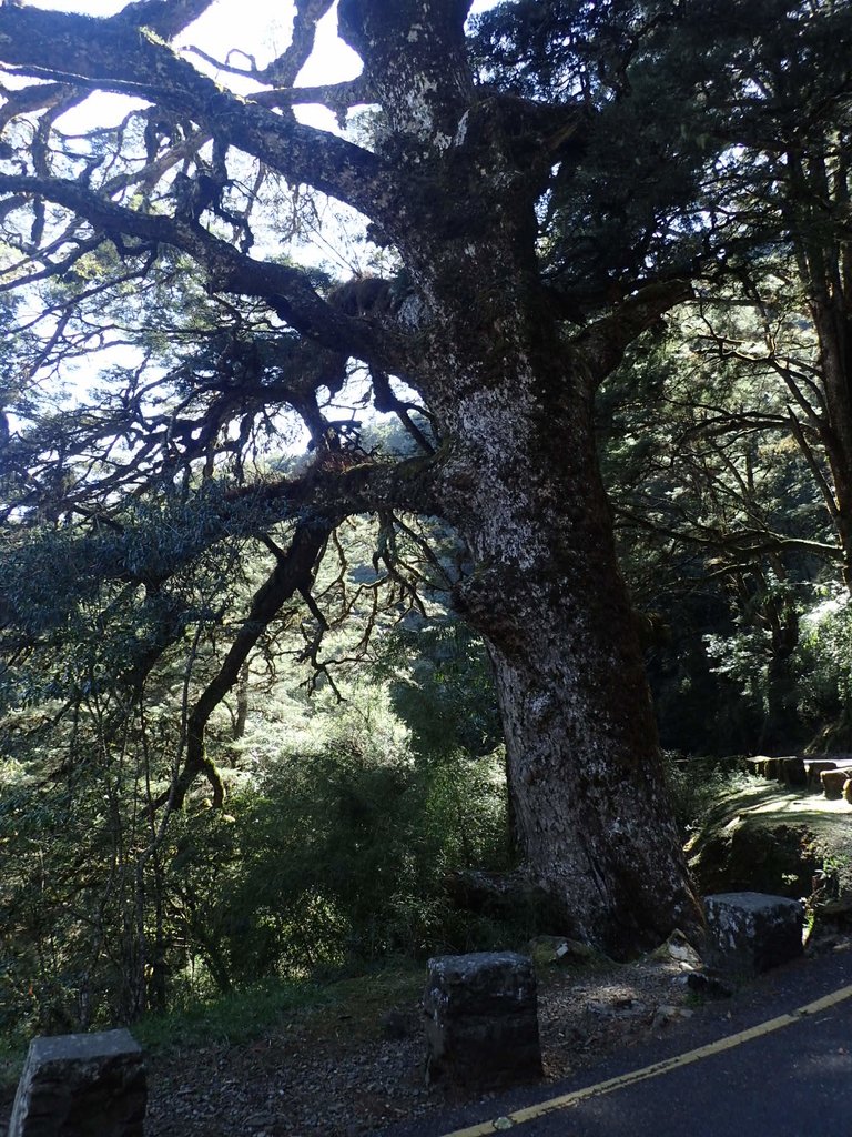 P3268065.JPG - 鹿林山  麟趾山步道  (01)