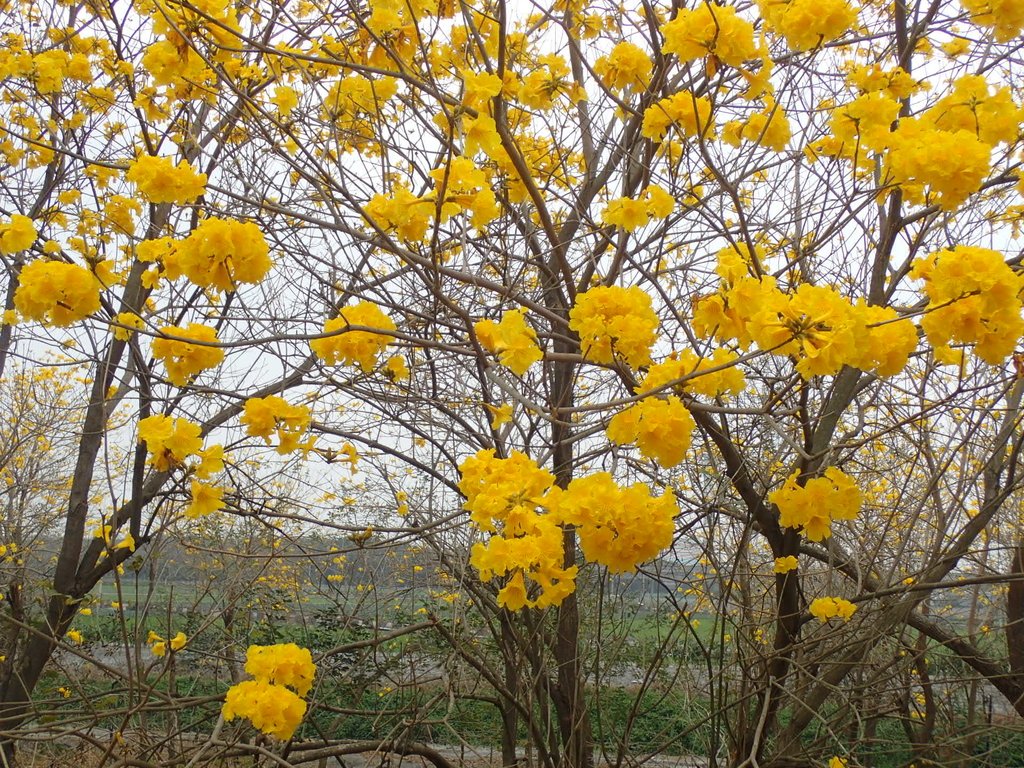 P3066594.JPG - 竹塘  田頭堤防  黃花風鈴木