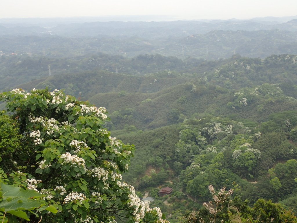 P4191891.JPG - 南庄  細湖頂  桐花山林