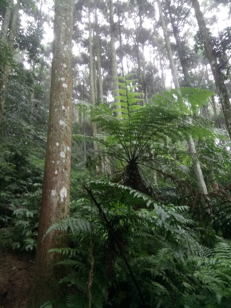 DSC_2885.JPG - 南庄  向天湖山  光天高山