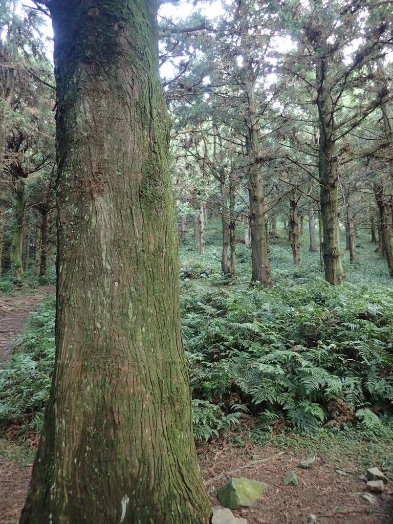 P7235813.JPG - 台中和平  長壽山登山步道  (上)