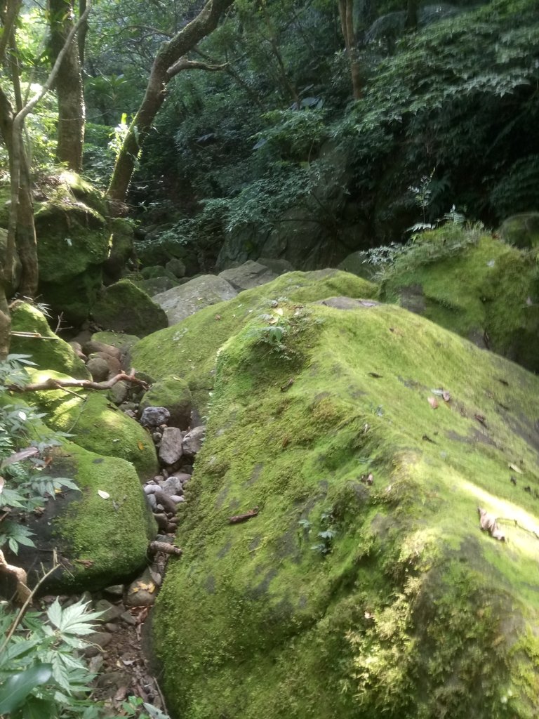 DSC_5064.JPG - 金山  竹子山古道  阿里磅瀑布