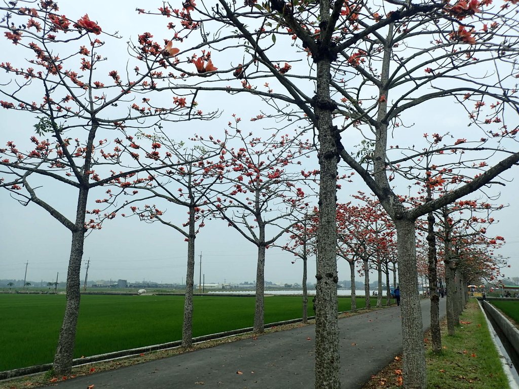 P3066646.JPG - 白河  林初埤  木棉花