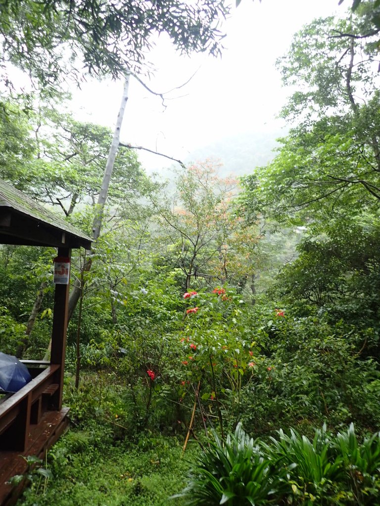 P1062033.JPG - 土城  天上山  登山步道