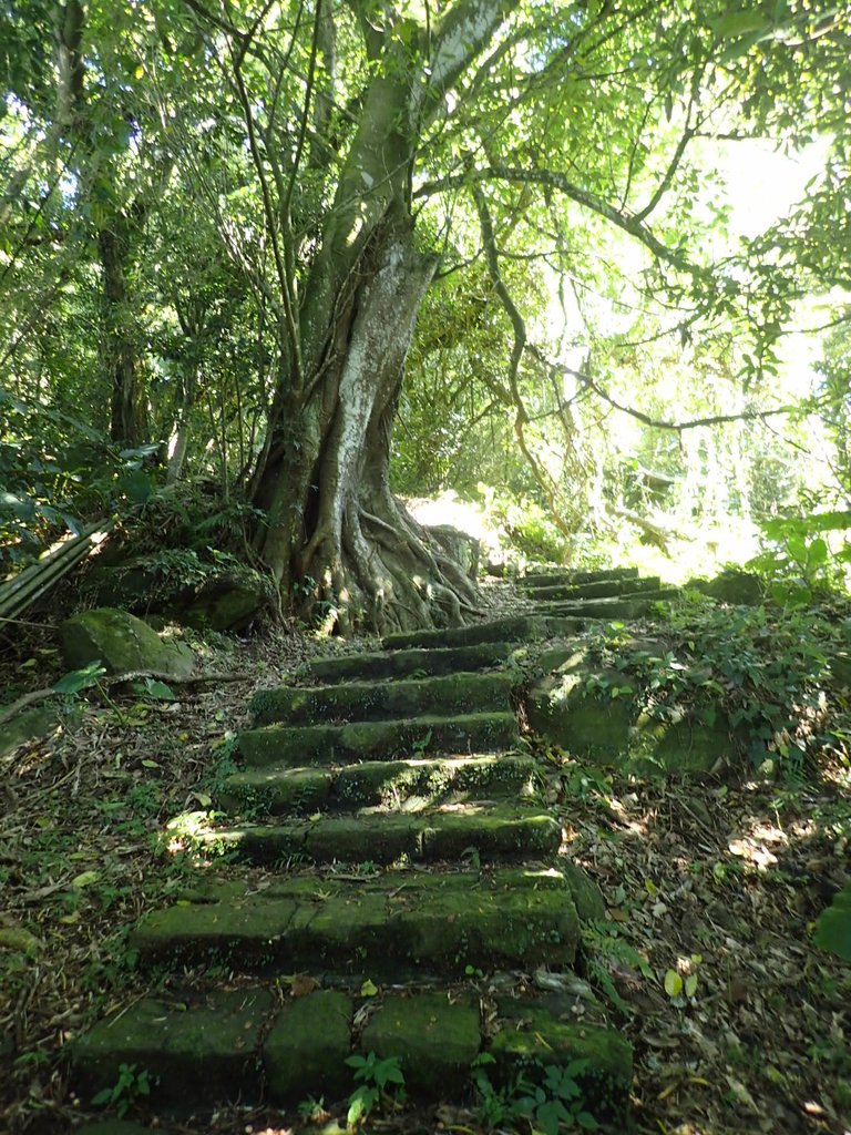 PB247134.JPG - 北投  中正山登山步道 01