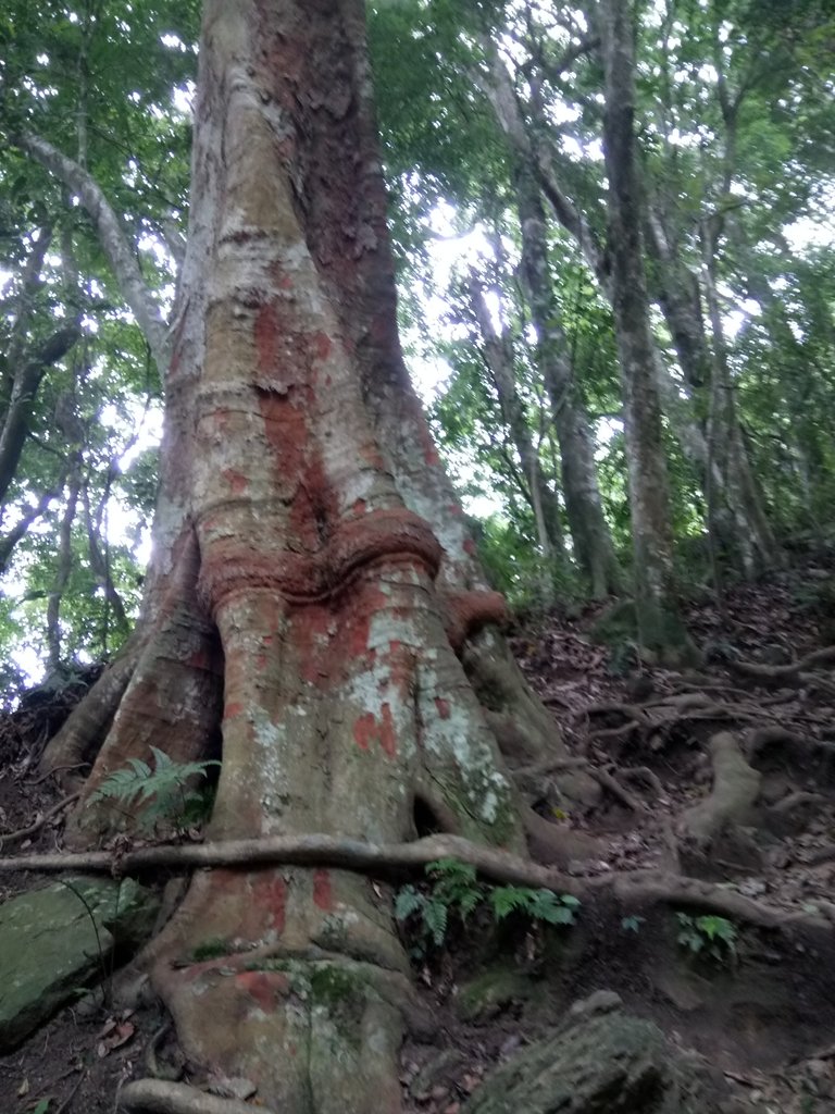 DSC_9549.JPG - 苗栗  泰安  虎山行