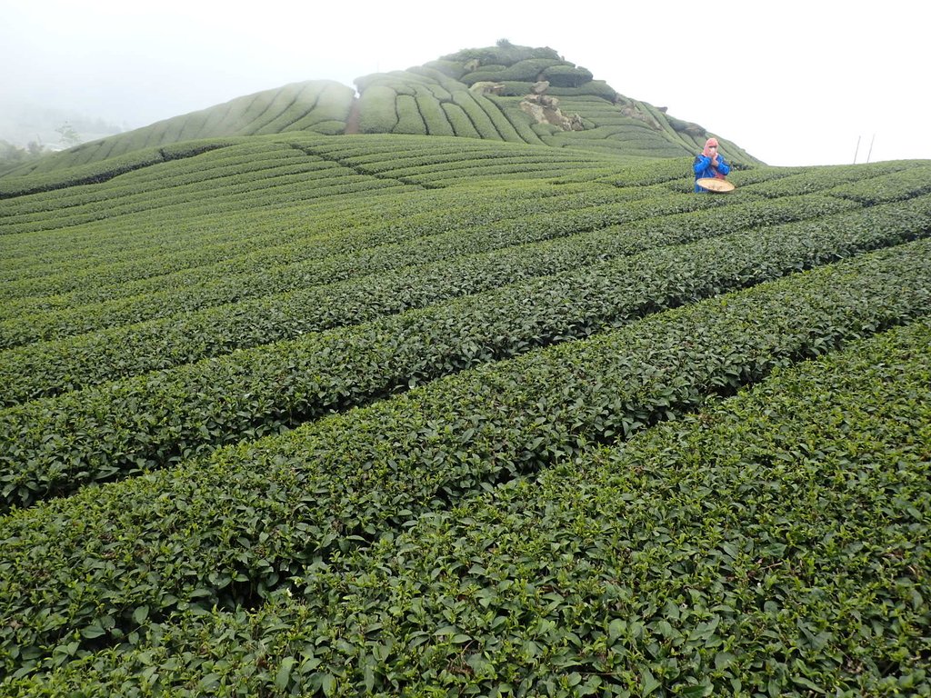 P3257848.JPG - 阿里山  隙頂茶園之美