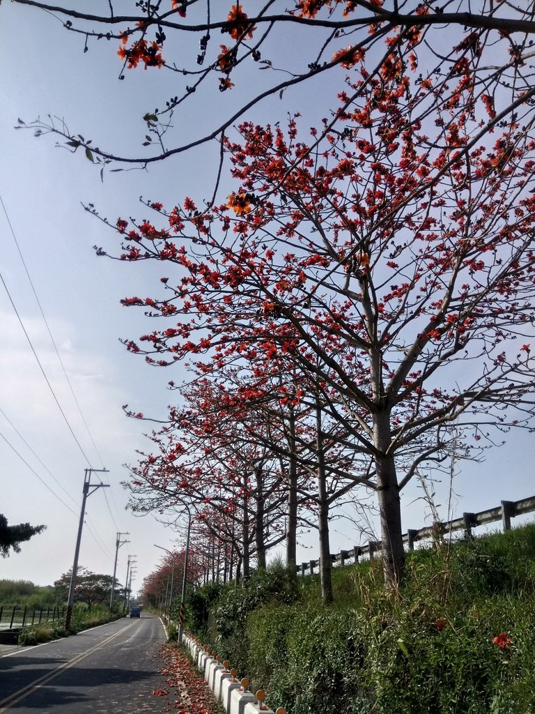 DSC_7875.JPG - 清水  大田產要道路  木棉花