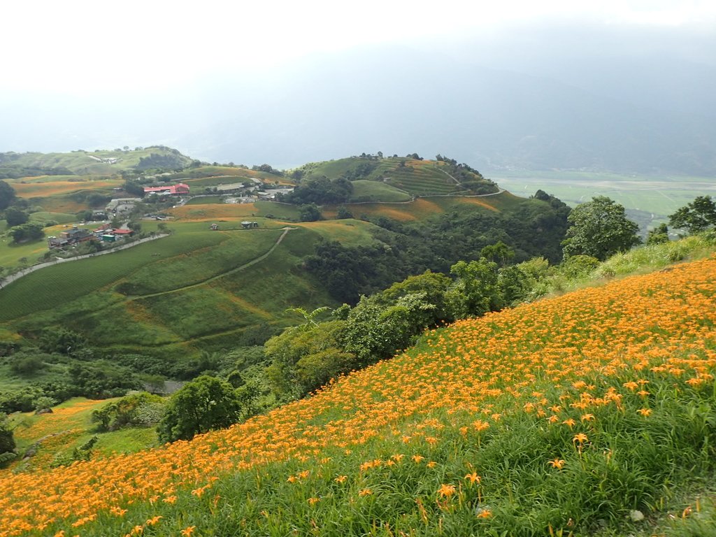 P9088010.JPG - 富里  六十石山  金針花季