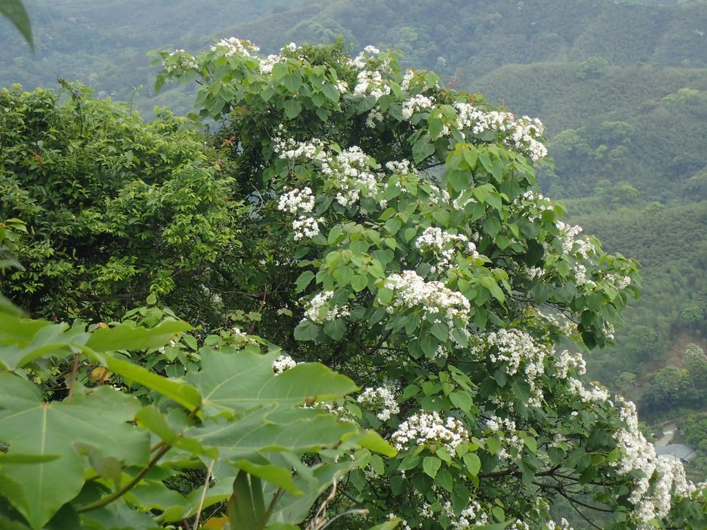 P4191892.JPG - 南庄  細湖頂  桐花山林