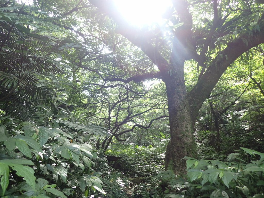 P7025016.JPG - 大溪  金面山登山步道