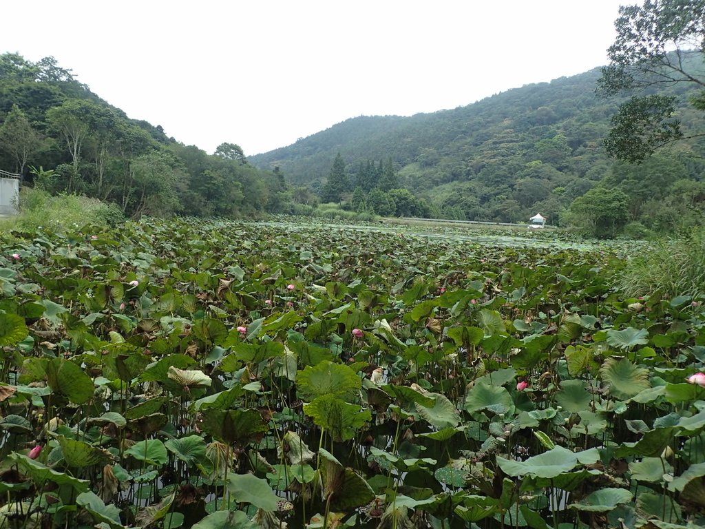 P9250261.JPG - 南庄  向天湖之  環湖步道