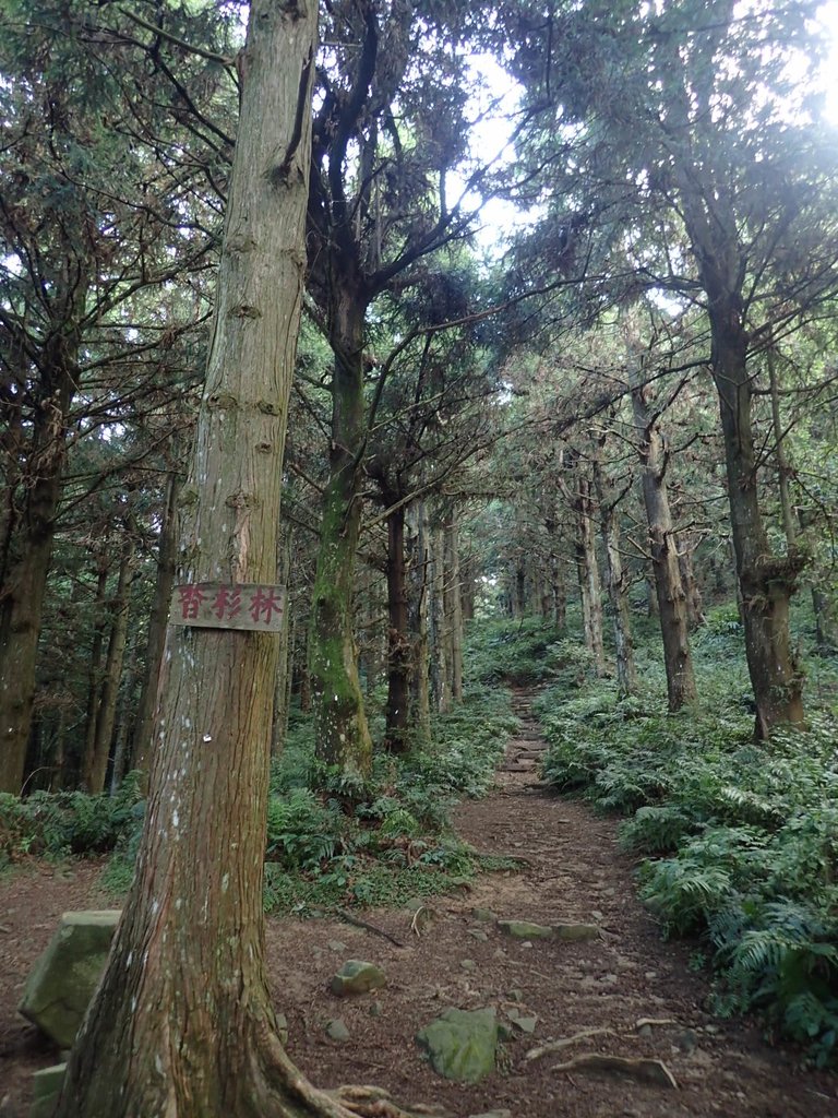 P7235815.JPG - 台中和平  長壽山登山步道  (上)