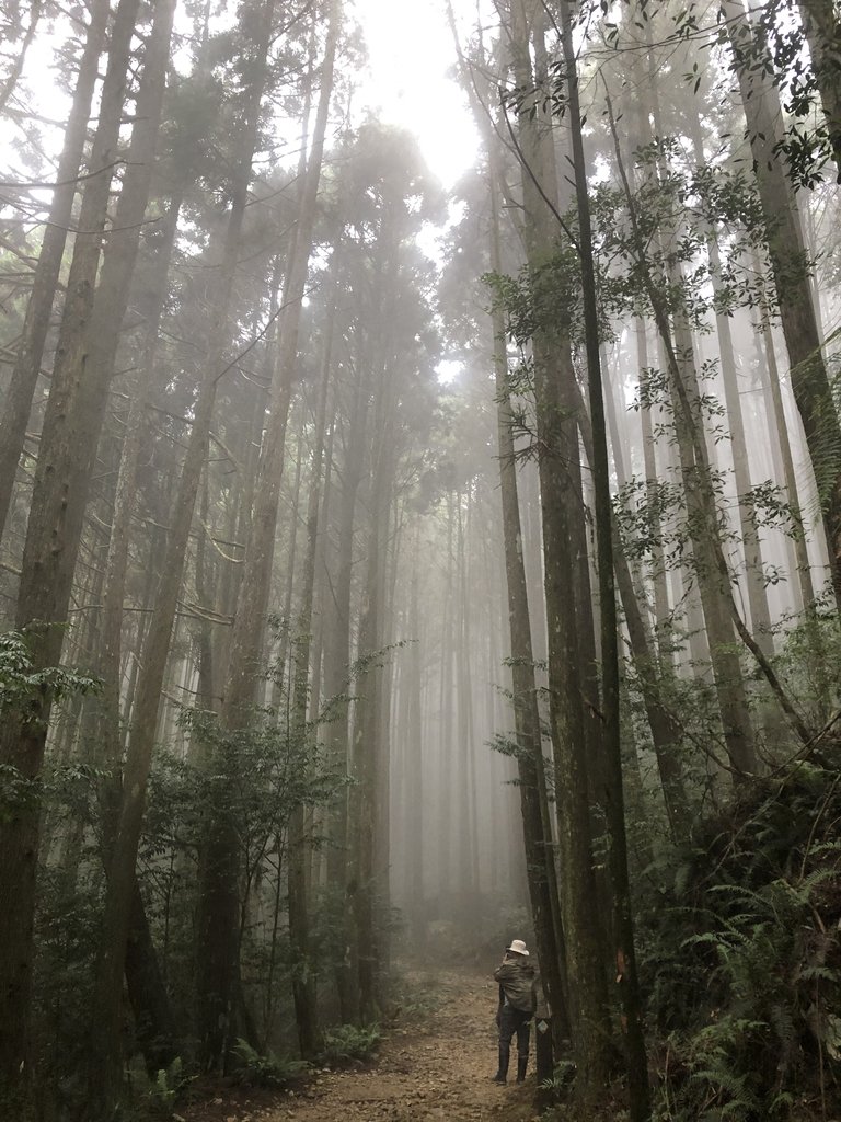 IMG_7732.JPG - 台中  和平  橫嶺山自然步道