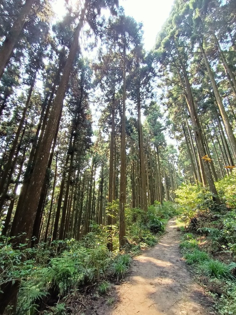 IMG20210403105928.jpg - 五峰  鵝公髻山登山步道  (02)