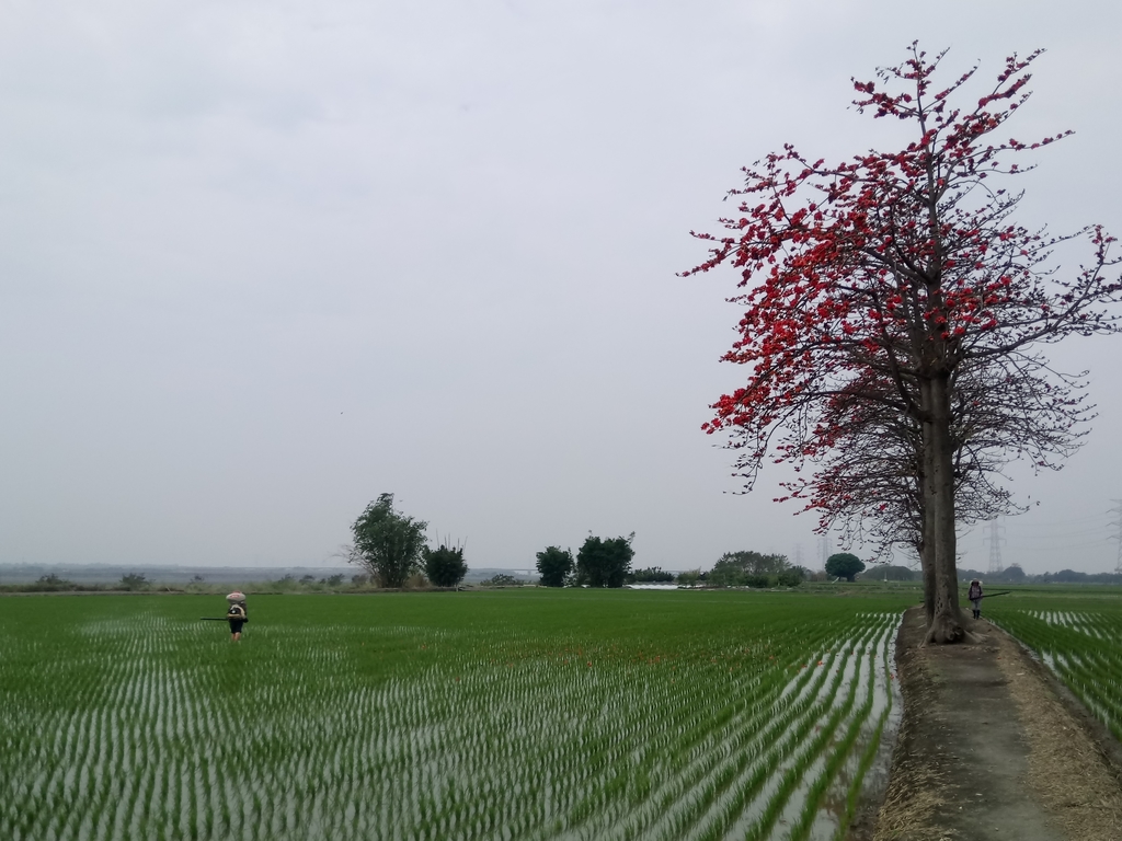 DSC_8387.JPG - 竹塘  田頭  木棉花道