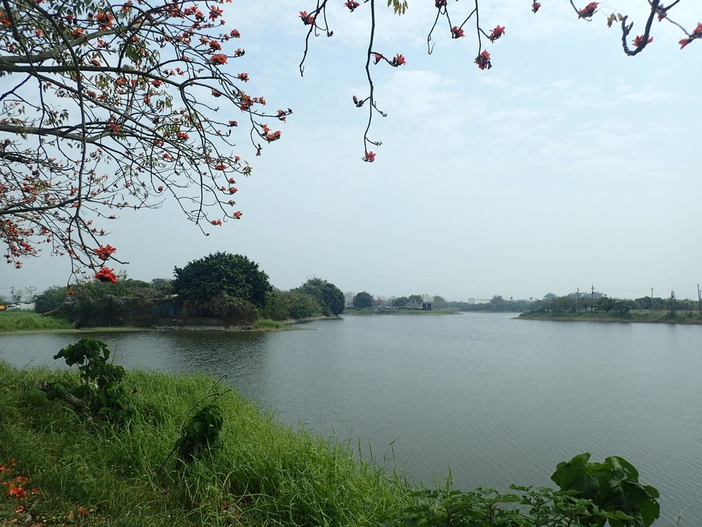 P3066669.JPG - 白河  林初埤  木棉花