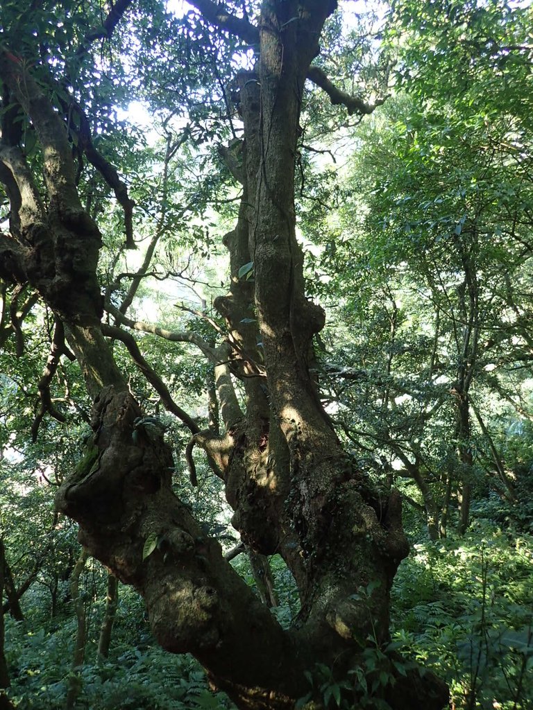 PB247247.JPG - 北投  中正山登山步道 03