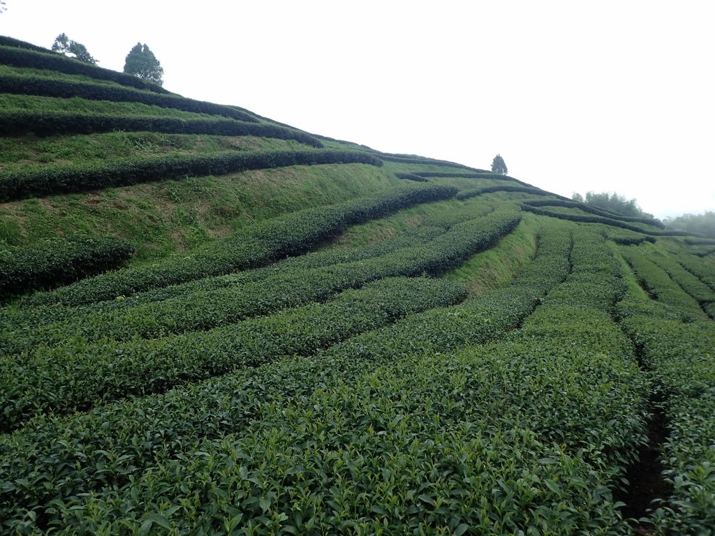 P8156597.JPG - 武界茶園  (02)